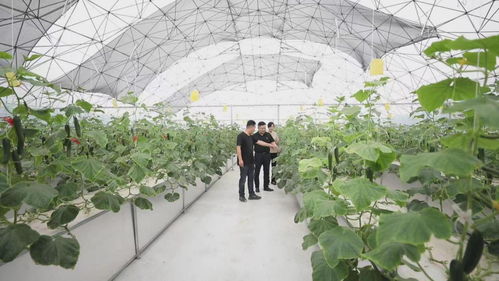 安徽利辛城北镇 瞄准长三角市场，大力发展绿色果蔬产业