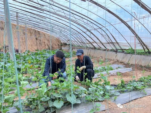 青春在希望的田野上闪光 记章丘金园农产品公司总经理宋晨晨的乡村振兴路