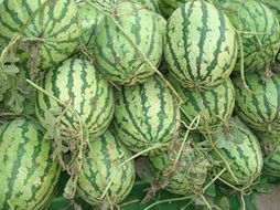 元阳县农产品信息网 连接大山与市场，赋能乡村振兴新引擎