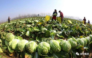 农产品冷链供应链优化 破局痛点，构筑现代化流通体系